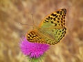 Argynnis pandora , the cardinal butterfly Royalty Free Stock Photo
