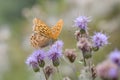 Argynnis paphia Royalty Free Stock Photo