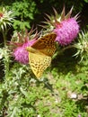 Argynnis paphia butterfly Crimea