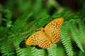 Argynnis paphia, Silver-washed Fritillary Royalty Free Stock Photo