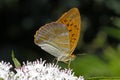 Argynnis paphia, Silver-washed fritillary Royalty Free Stock Photo