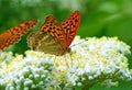 Argynnis paphia , The silver-washed fritillary butterfly Royalty Free Stock Photo