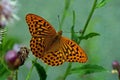 Argynnis paphia, Silver-washed Fritillary Royalty Free Stock Photo