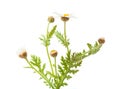 Argyranthemum adauctum