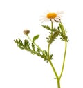 Argyranthemum adauctum