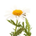 Argyranthemum adauctum