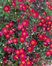 Argyranthemum frutescens `Comet Red` floral background Royalty Free Stock Photo