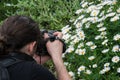 Argyranthemum in a green background. Photographer taking a close up image Royalty Free Stock Photo