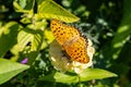 Argyreus hyperbius butterfly perching on a zinnia. Royalty Free Stock Photo