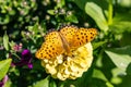 Argyreus hyperbius butterfly perching on a zinnia. Royalty Free Stock Photo