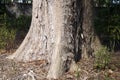 Tree bark of a heritiera trifoliolata or crowsfoot elm in the sunshine Royalty Free Stock Photo