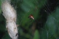 Argyrodes argyrodes