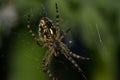 Arhipop Spider. Spiders - Arhiopa are quite common. Royalty Free Stock Photo