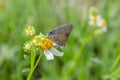 An Arhopala Atrax Butterfly On A Spanish Needle Royalty Free Stock Photo