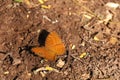Angled Castor butterfly on the ground. Royalty Free Stock Photo