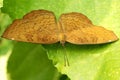 Ariadne merione butterfly on green leaf Royalty Free Stock Photo