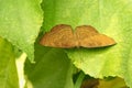 Ariadne merione butterfly on green leaf Royalty Free Stock Photo