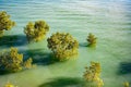 Arial shot of green lush trees sinking in the sea with reflections in the water