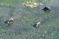 Aerial shot of a herd of buffalo grazing in the Okavango Delta Royalty Free Stock Photo