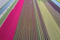 Arial view of bulb fields of bright colorful Tulips in the Netherlands Royalty Free Stock Photo