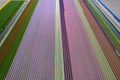 Arial view of bulb fields of bright colorful Tulips in the Netherlands Royalty Free Stock Photo