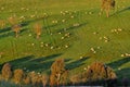 An Arial view of a Field of Sheep Royalty Free Stock Photo