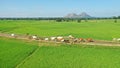 Arial view of peddy fields with herd of animals Royalty Free Stock Photo