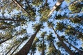 Arial view of tall pine trees