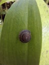 Arianta arbustorum or copse snail on the green leaf Royalty Free Stock Photo