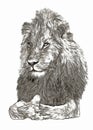 African lion portrait digital sketch Royalty Free Stock Photo