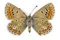 Aricia agestis