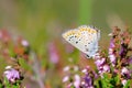 Aricia agestis on beautiful flower Royalty Free Stock Photo