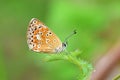 Aricia agestis, the brown argus butterfly , butterflies of Iran