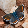 Aricia agestis, the brown argus, is a butterfly in the family Lycaenidae Royalty Free Stock Photo