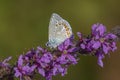 Aricia agestis, the brown argus, is a butterfly Royalty Free Stock Photo