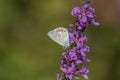 Aricia agestis, the brown argus, is a butterfly Royalty Free Stock Photo