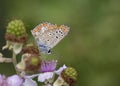 Aricia agestis, the brown argus, is a butterfly in the family Lycaenidae, Greece Royalty Free Stock Photo