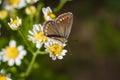 Aricia agestis, the brown argus butterfly in the family Lycaenidae sitting on camomile, chamomile flower. Soft focused macro shot