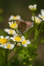 Aricia agestis, the brown argus butterfly in the family Lycaenidae sitting on camomile, chamomile flower. Soft focused macro shot