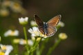 Aricia agestis, the brown argus butterfly in the family Lycaenidae sitting on camomile, chamomile flower. Soft focused macro shot Royalty Free Stock Photo