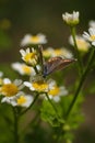 Aricia agestis, the brown argus butterfly in the family Lycaenidae sitting on camomile, chamomile flower. Soft focused macro shot Royalty Free Stock Photo