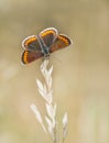 Aricia agestis - Brown argus butterfly, macro, on grass stem Royalty Free Stock Photo