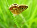 Aricia agestis, brown argus butterfly Royalty Free Stock Photo