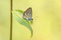 Aricia anteros, the blue argus butterfly Royalty Free Stock Photo