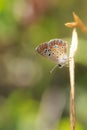 Aricia anteros, the blue argus butterfly Royalty Free Stock Photo