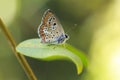 Aricia anteros, the blue argus butterfly Royalty Free Stock Photo