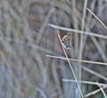 Aricia cramera, the southern brown argus Royalty Free Stock Photo