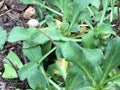 Aristolochia californica, The California Pipevine, 2