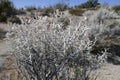 Cholla cactus garden in the Joshua Tree National Park