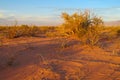 Arid bush in the desert at sunset Royalty Free Stock Photo